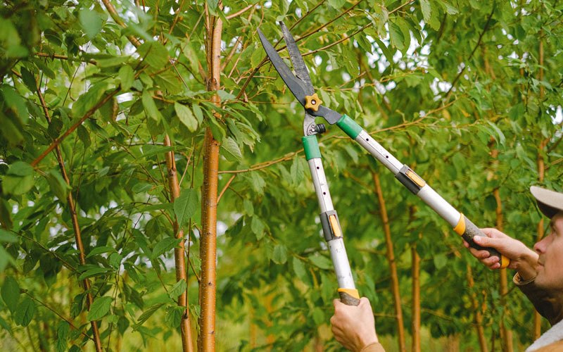 Tree trimming in Mapleton, IL