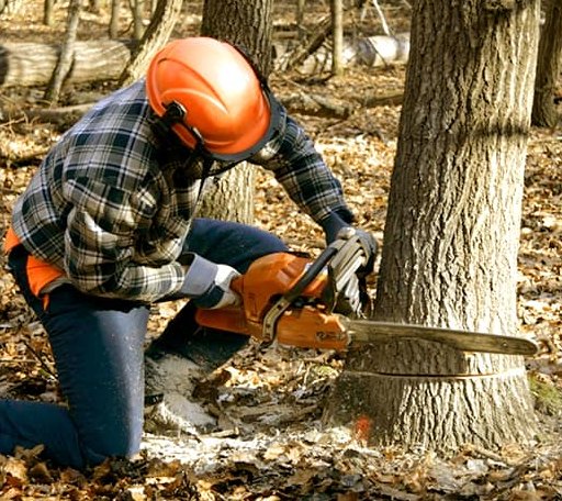 Tree Removal in Mapleton, IL